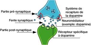drogues alcool cerveau synapse neurones synapses effets artistes lsd